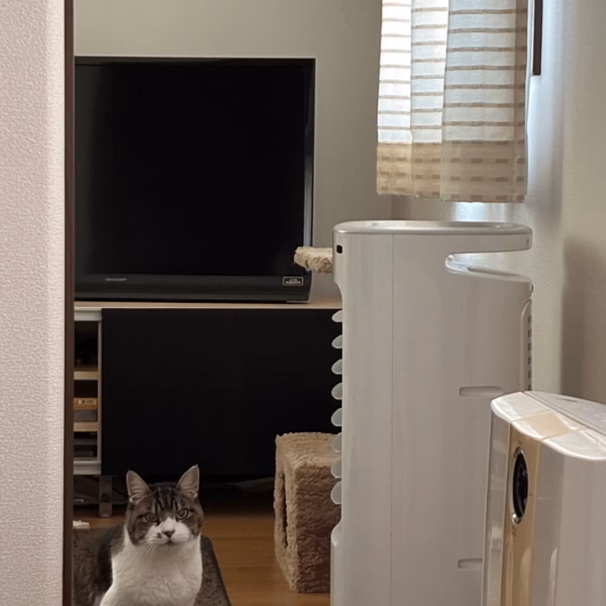 猫たちと暮らす絵描き🎨ソラの部屋🐱🐾 ライブ