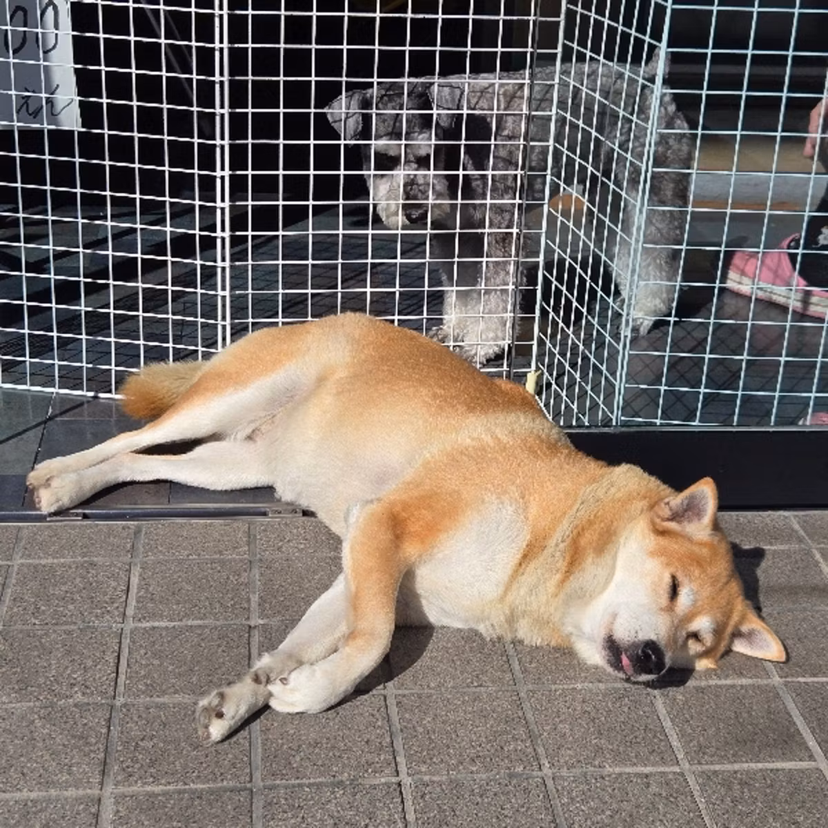 [ブログの始め方]"2026年楽天ブログでポイ活"貯めよう🐶🏠