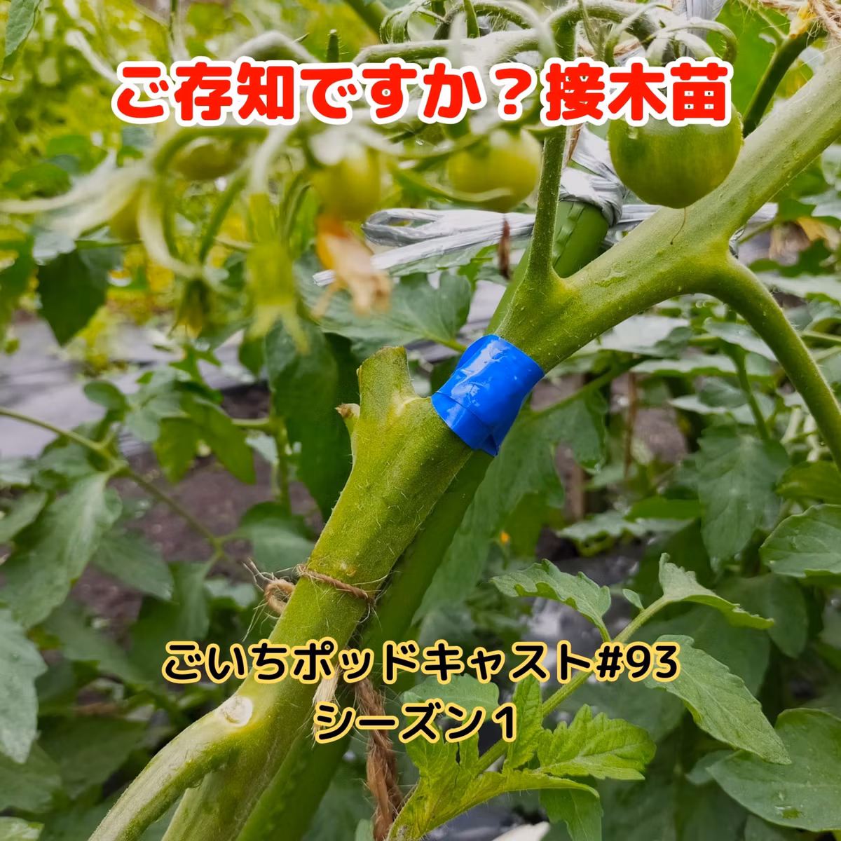 ご存知ですか？接木苗#93｜ごいち 家庭菜園がおもしろい シーズン１｜Do you know? grafted seedling #podcast