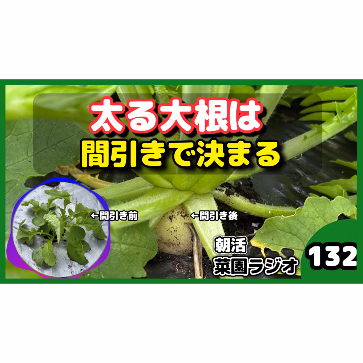 大根の間引きは、まだ間に合うか【朝活菜園ラジオ】