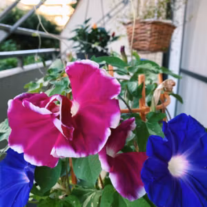 94.日本にはアサガオの夏とひまわりの夏がある