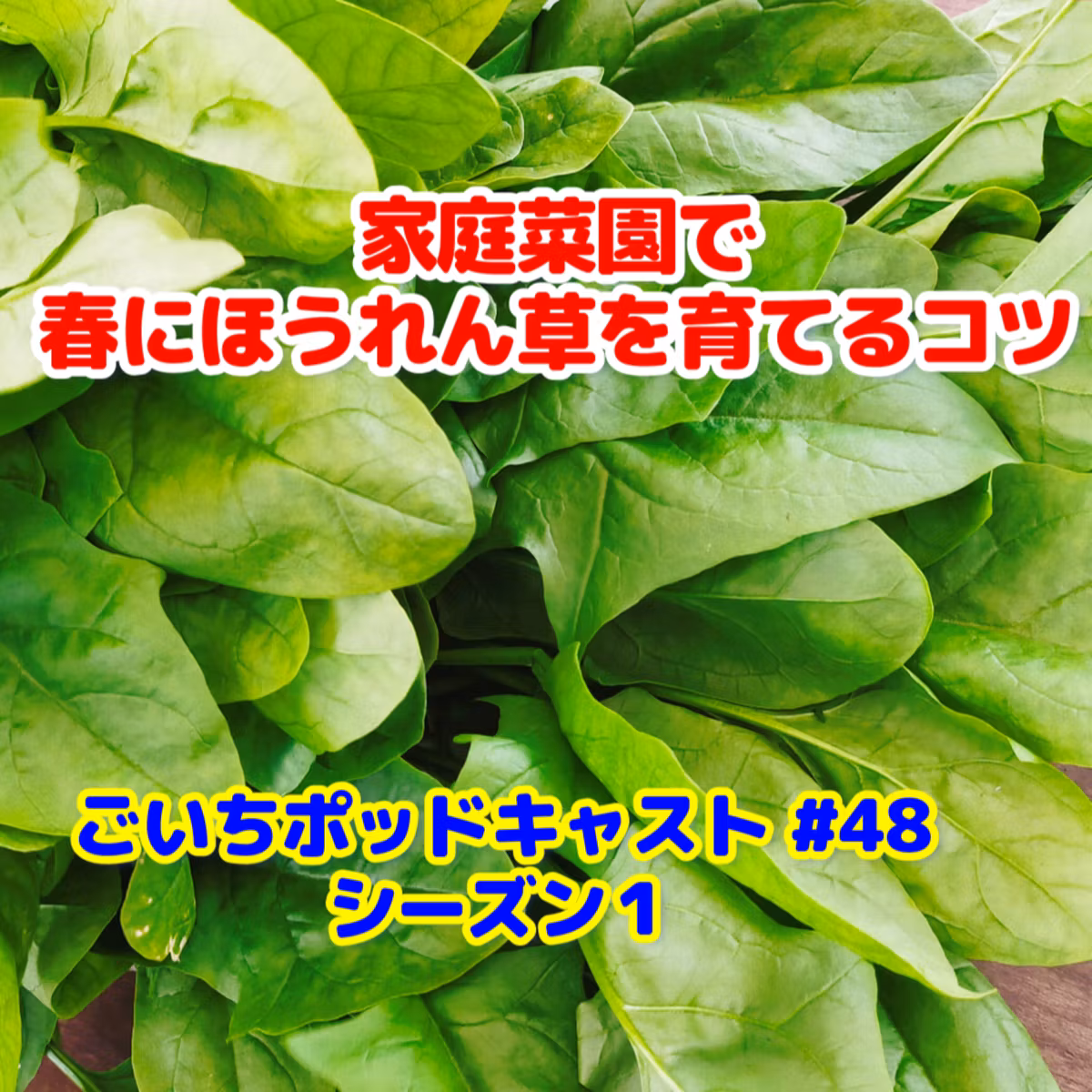 家庭菜園で春にほうれん草を育るコツ#48｜ごいち 家庭菜園がおもしろい シーズン１
