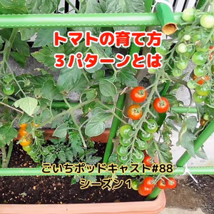 トマトの育て方３パターンとは#88｜ごいち 家庭菜園がおもしろい シーズン１｜What are the 3 patterns of how to grow tomatoes# #podcast