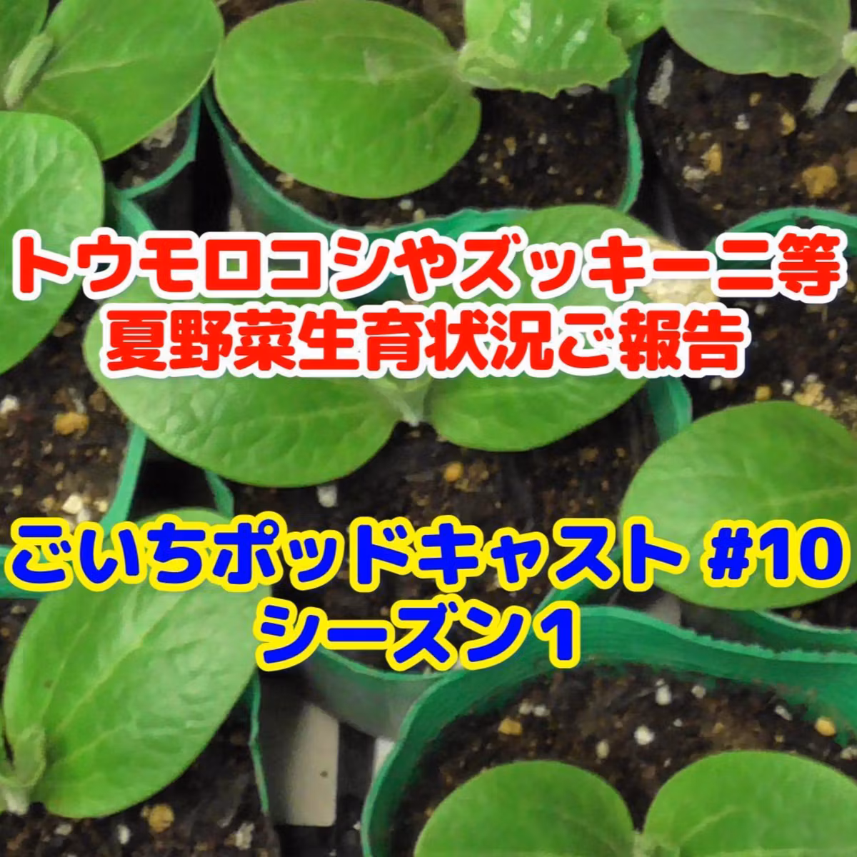 トウモロコシやズッキーニ等夏野菜生育状況ご報告｜ごいちポッドキャスト#10｜家庭菜園がおもしろい シーズン１
