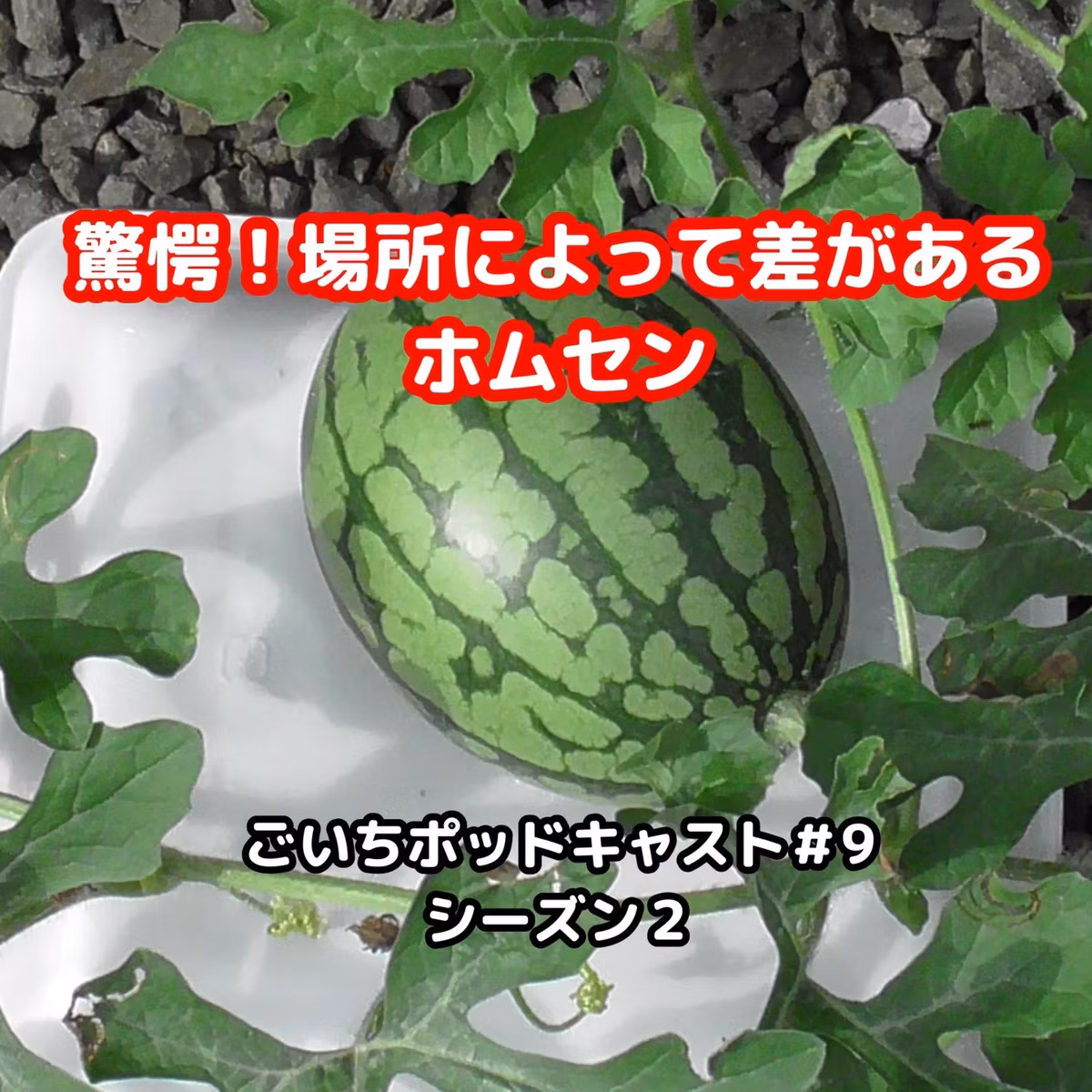 驚愕！場所によって差があるホムセン#9｜ごいち 家庭菜園がおもしろい シーズン２｜Surprise! Homsen that differs depending on the location #podcast