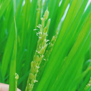 かーさんのひとりごと 休みか……アロスタシスもほどほどに