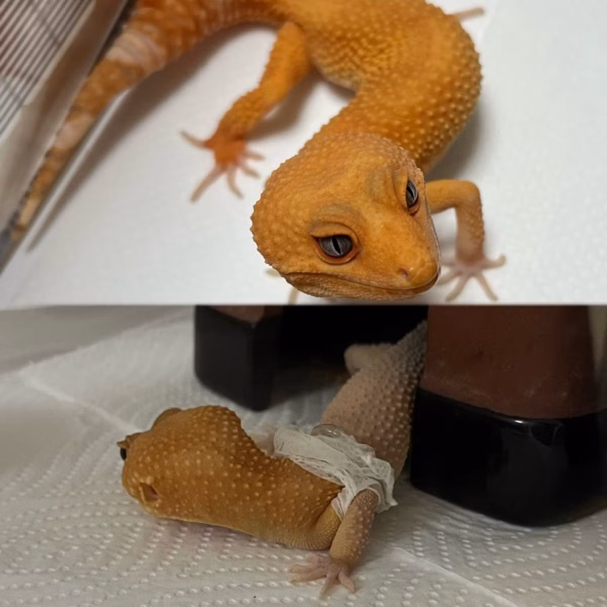また脱皮を目撃！
