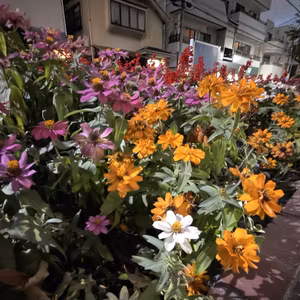 PHPまつり