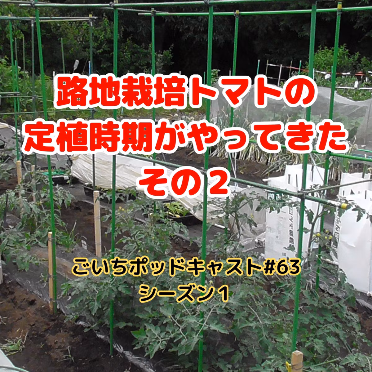 路地栽培・トマトの定植時期がやってきた・その２#63｜ごいち 家庭菜園がおもしろい シーズン１