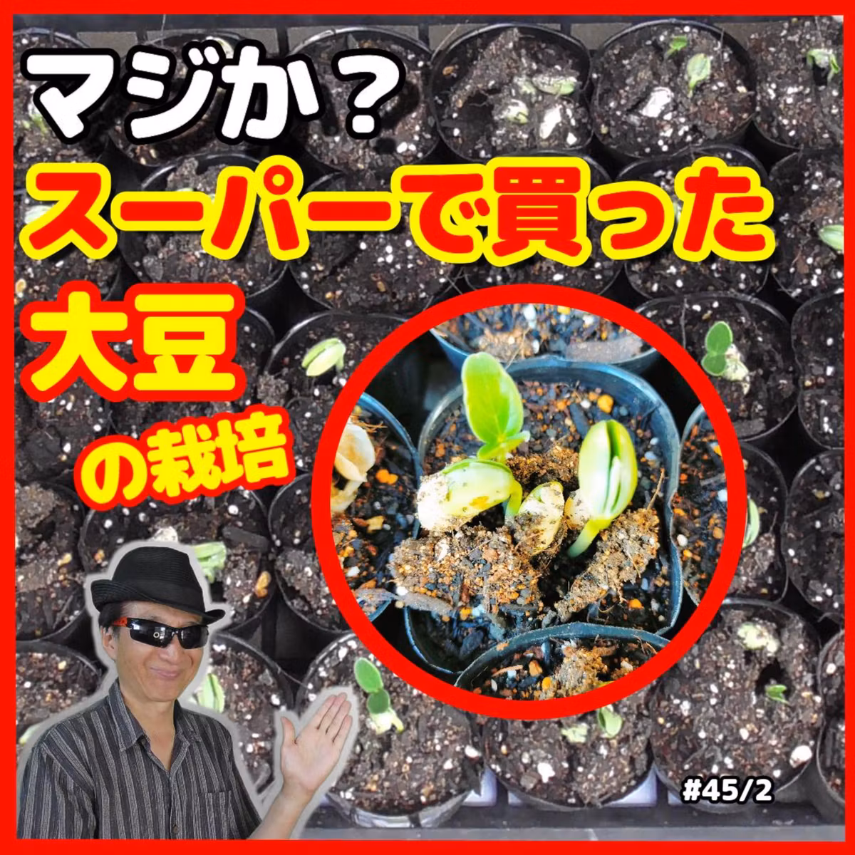 マジか？スーパーで買った大豆の栽培