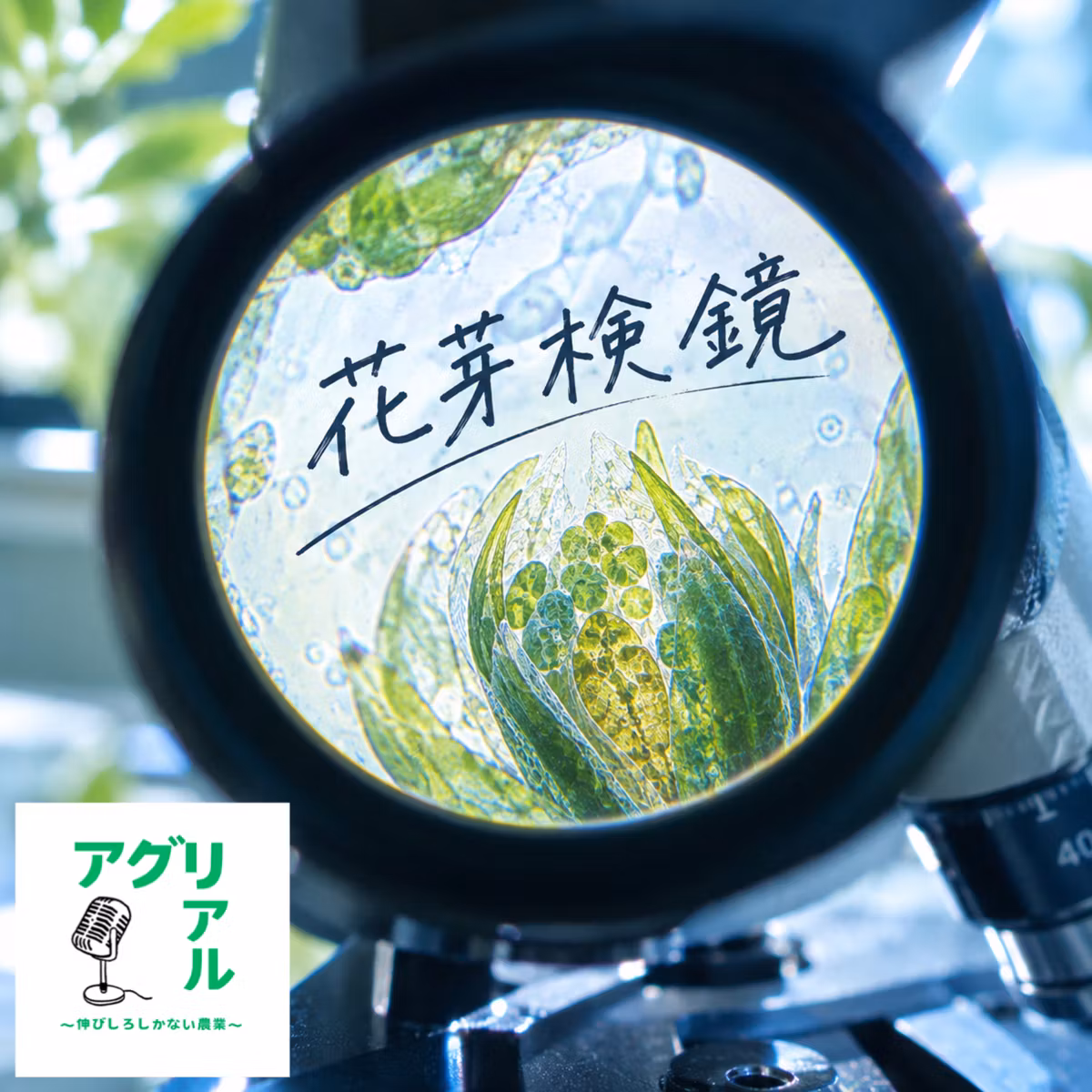 第83回　花芽検鏡