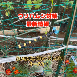 ウリハムシ対策最新情報#79｜ごいち 家庭菜園がおもしろい シーズン１｜The latest information on countermeasures against cucumber beetles #podcast