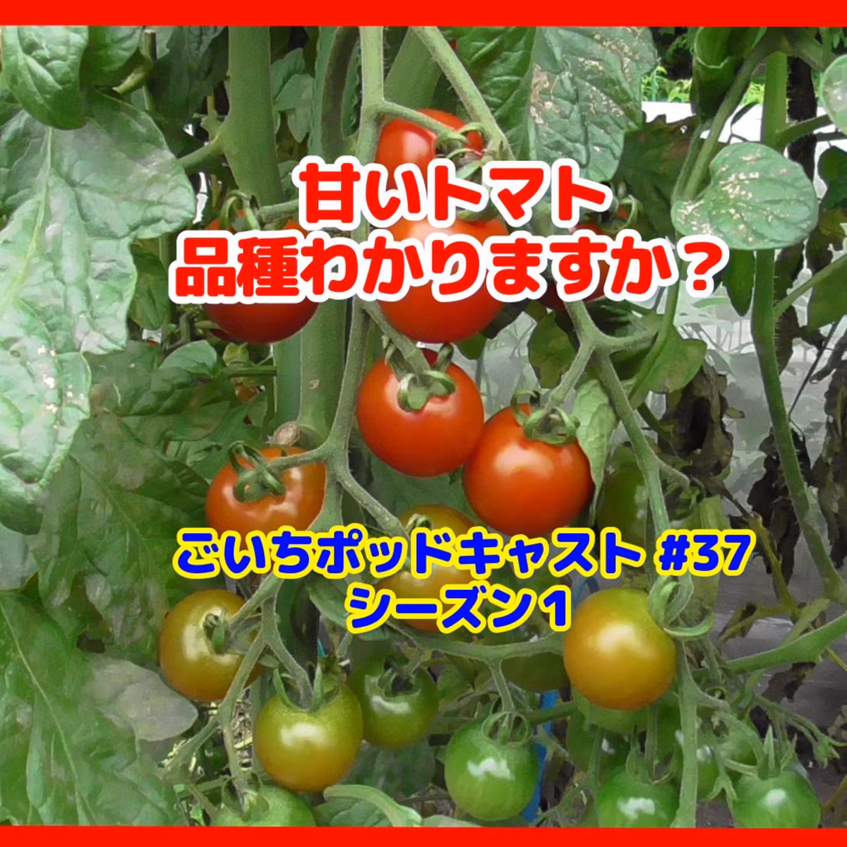 甘いトマト、品種わかりますか？#37｜家庭菜園がおもしろい シーズン１