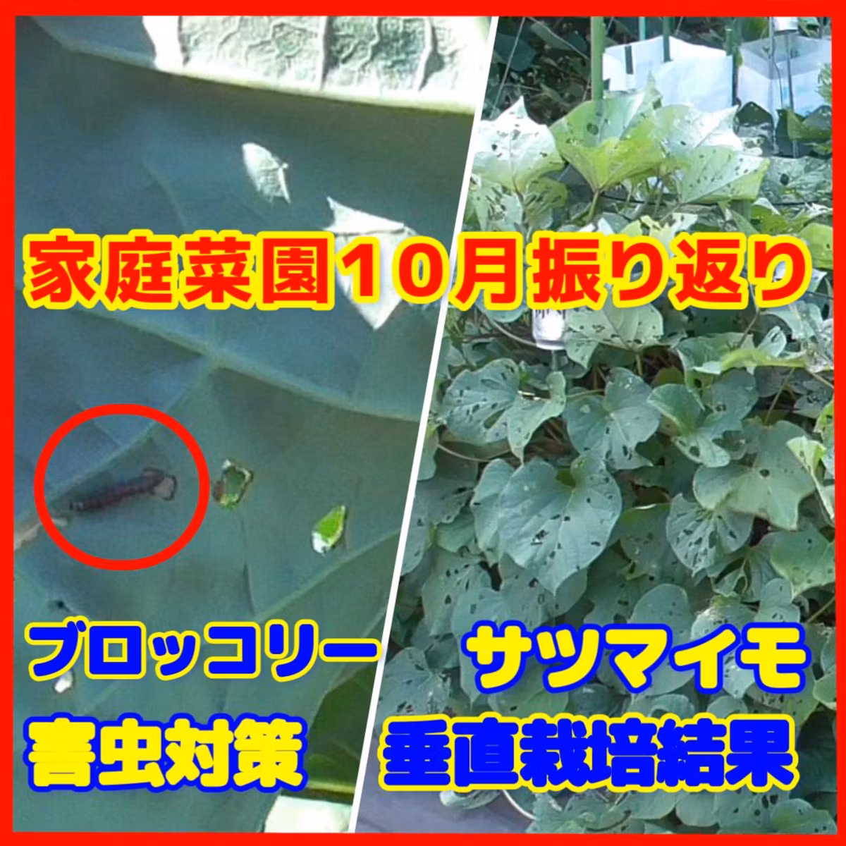 １０月振り返りサツマイモ垂直栽培結果とブロッコリー害虫対策 | ごいちポッドキャスト Goichi Podcast