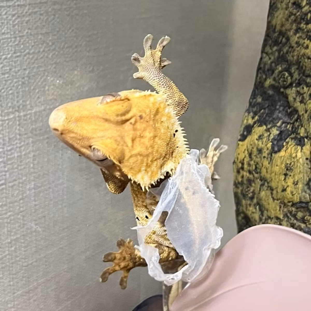 またまた脱皮中のヤモリを捕らえました(カメラで)
