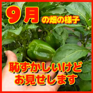 ９月の畑の様子・家庭菜園レポート | ごいちポッドキャスト Goichi Podcast