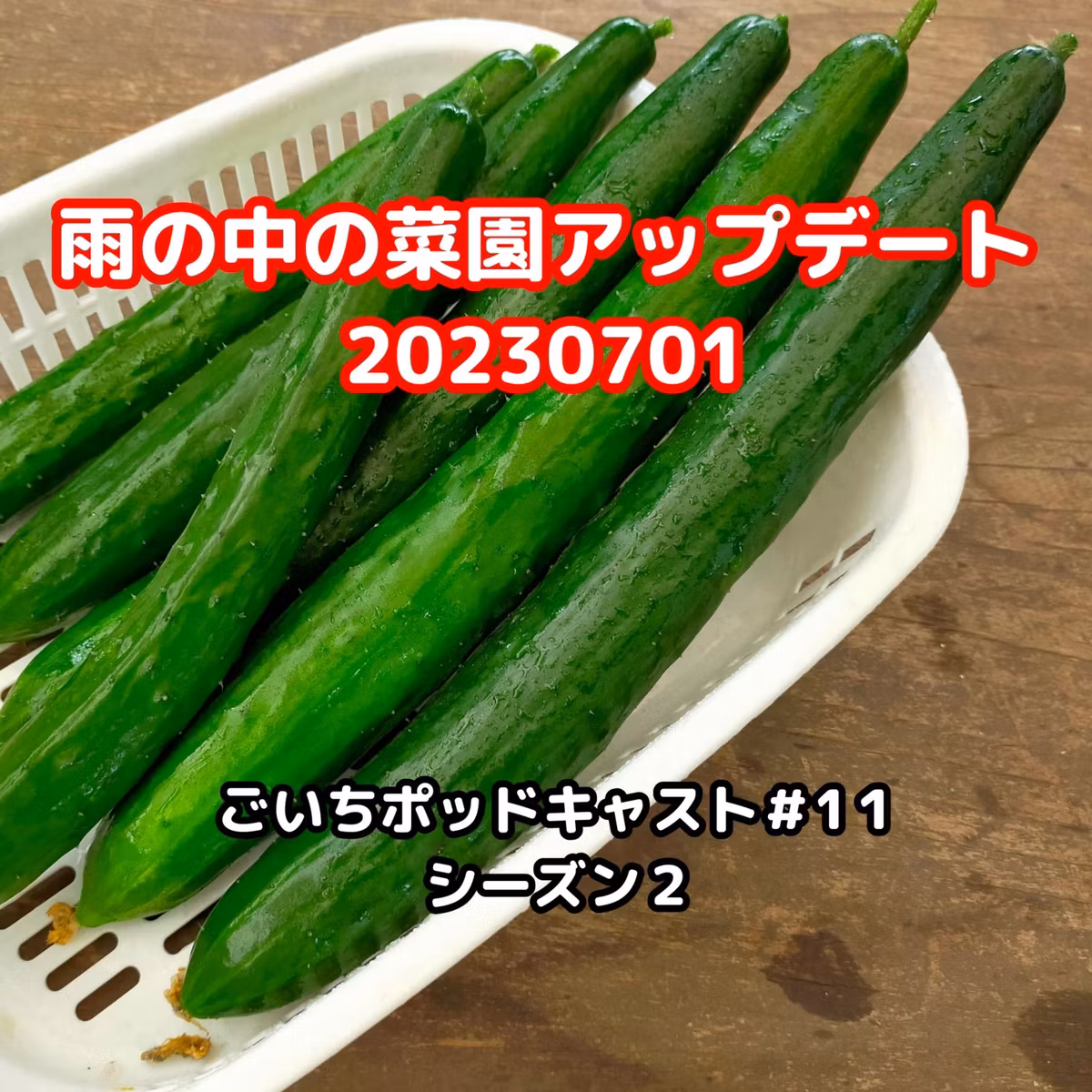 雨の中の菜園アップデート20230701#11｜ごいち 家庭菜園がおもしろい シーズン２｜Garden in the Rain Update #podcast