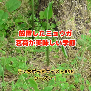 放置したミョウガ茗荷が美味しい季節#96｜ごいち 家庭菜園がおもしろい シーズン１｜The season when leftover myoga is delicious #podcast