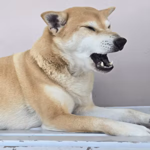 "のんのんびより"