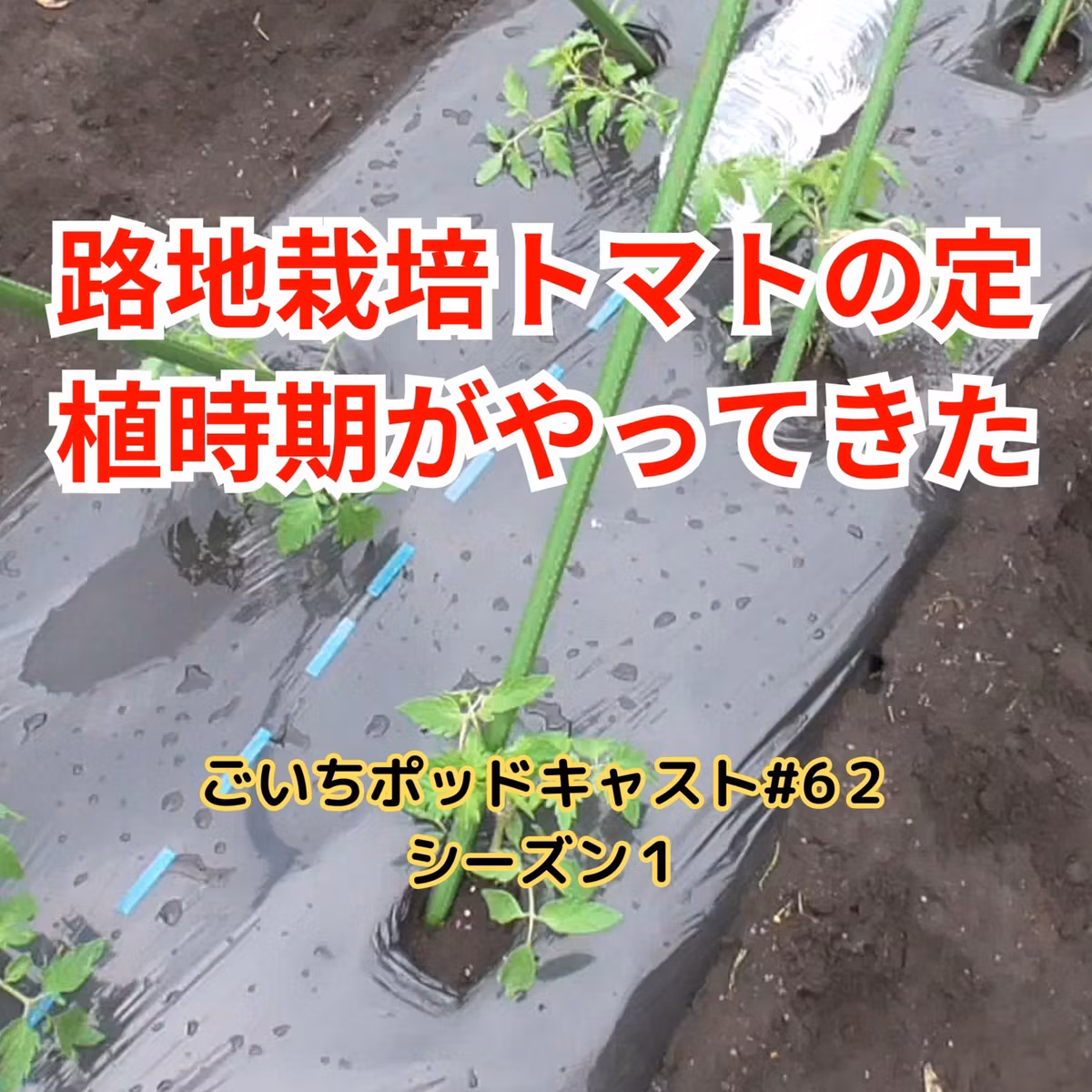 路地栽培・トマトの定植時期がやってきた#62｜ごいち 家庭菜園がおもしろい シーズン１