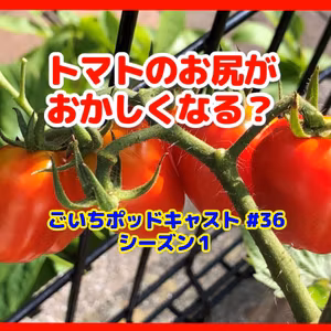 トマトのお尻がおかしくなる？#36｜家庭菜園がおもしろい シーズン１