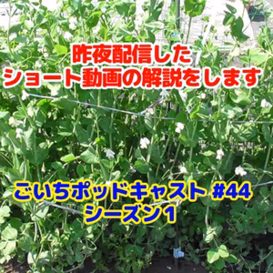 昨夜配信したショート動画の解説をします#44｜ごいち 家庭菜園がおもしろい シーズン１