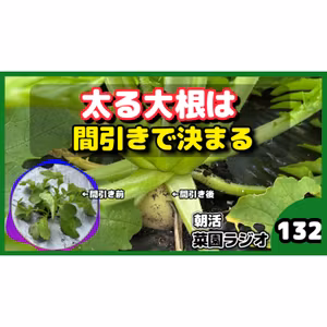 大根の間引きは、まだ間に合うか【朝活菜園ラジオ】
