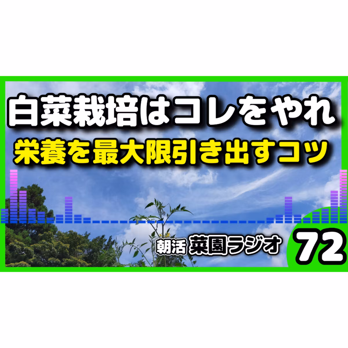 ＜白菜が結球しない人へ＞種まき時期の勝負は8月中旬〜9月上旬【朝活菜園ラジオ】