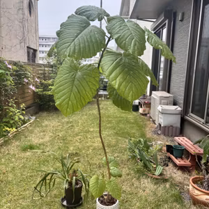 #16  学名って意外と身近！ 観葉植物のウンベラータは実はラテン語の学名だった