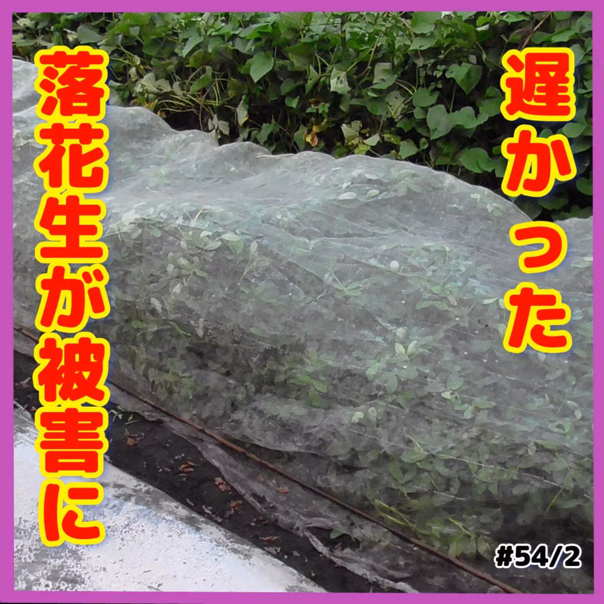 【悲報】遅かった、落花生が被害に | ごいちポッドキャスト Goichi Podcast