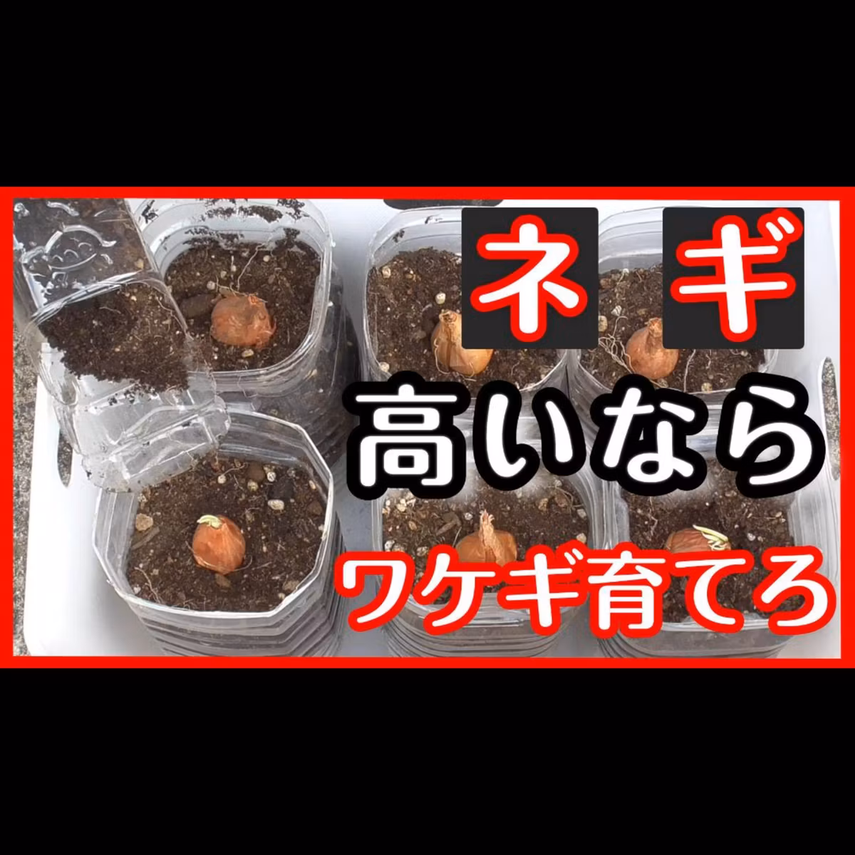 ワケギを横着して育てる方法【家庭菜園初心者向け】