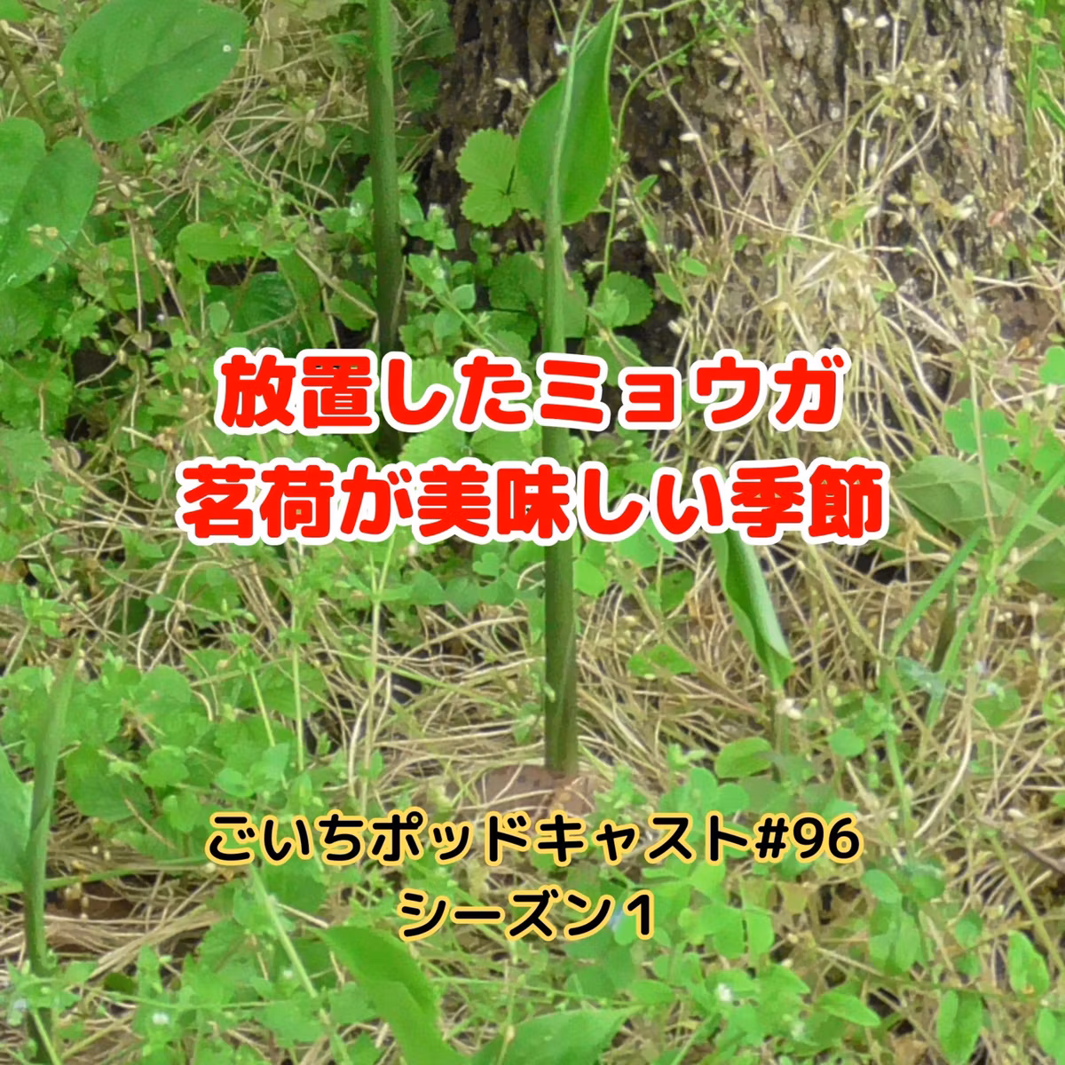 放置したミョウガ茗荷が美味しい季節#96｜ごいち 家庭菜園がおもしろい シーズン１｜The season when leftover myoga is delicious #podcast