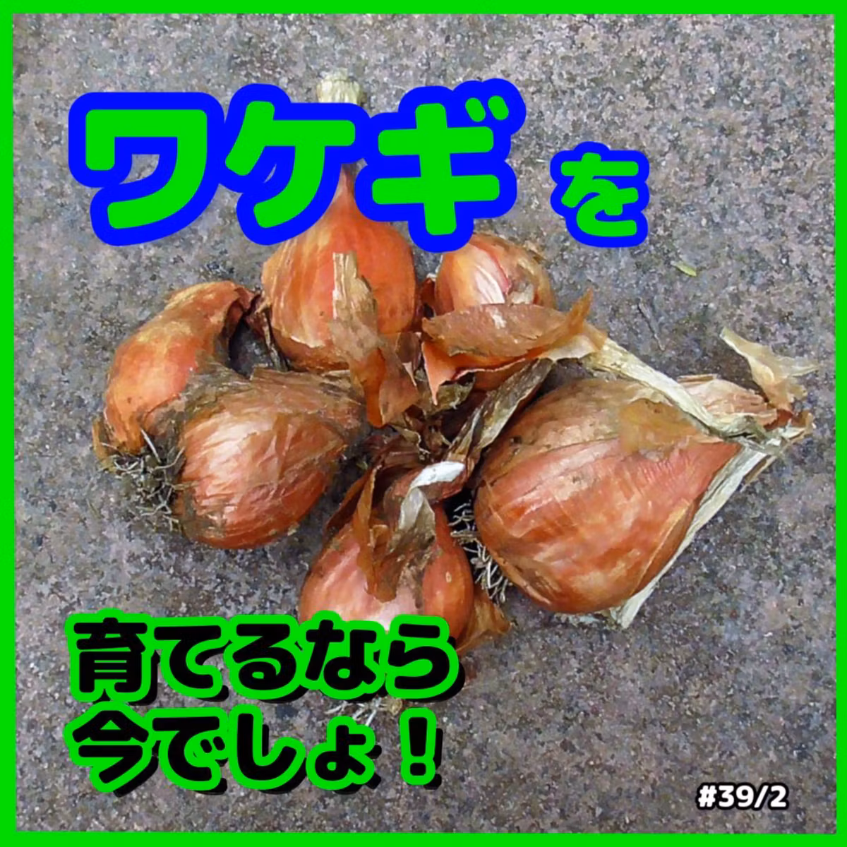 ワケギを育てるなら今でしょ39｜ごいち 家庭菜園がおもしろい シーズン２｜Now is the time to grow scallions #podcast