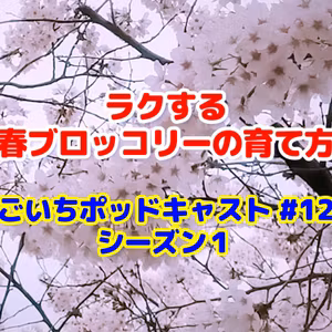 ラクする春ブロッコリーの育て方｜ごいちポッドキャスト#12｜家庭菜園がおもしろい シーズン１