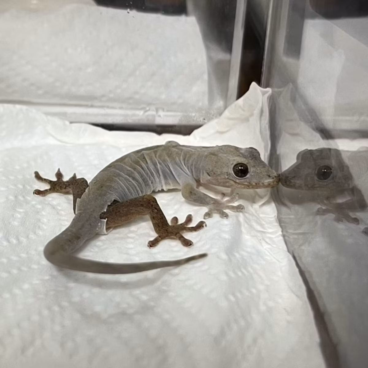 おばけだぁぁ〜〜〜！！