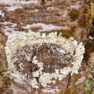 苔のむすまでの本当の意味