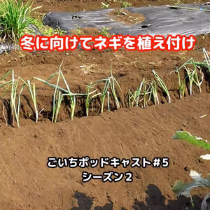 冬に向けてネギを植え付けます#5｜ごいち 家庭菜園がおもしろい シーズン２｜plant leeks for winter #podcast