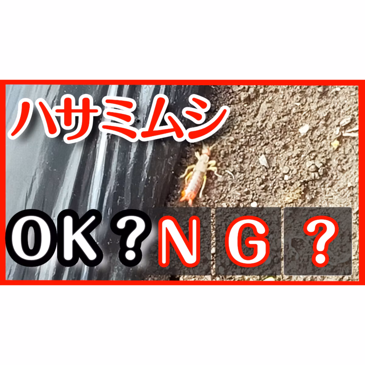 ハサミムシを見たとき、どうすべきか【超家庭菜園】