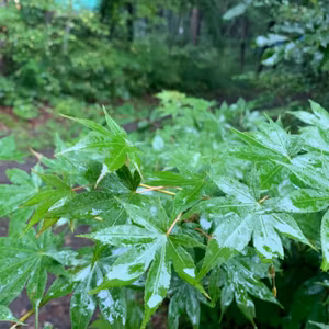 北軽井沢の朝の音🎙雨音☂️と鳥の声🐧トークありません
