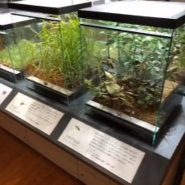 9月3日OAまん中ぐんま元気情報「季節展「秋の野山の昆虫展」」