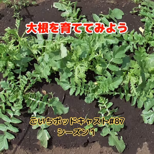 大根を育ててみよう