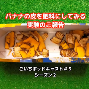 バナナの皮を肥料にしてみる実験のご報告#3｜ごいち 家庭菜園がおもしろい シーズン２｜Report on an experiment using banana peels as fertilizer #podcast
