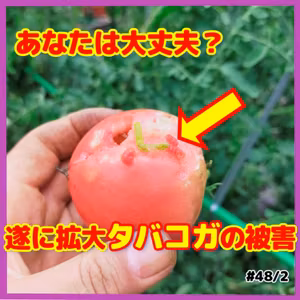 あなたは大丈夫？遂に拡大タバコガの被害 | ごいちポッドキャスト Goichi Podcast