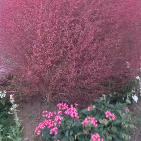 屋根