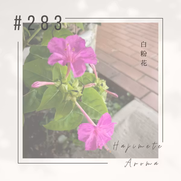 第２８３ 話 / 白粉花