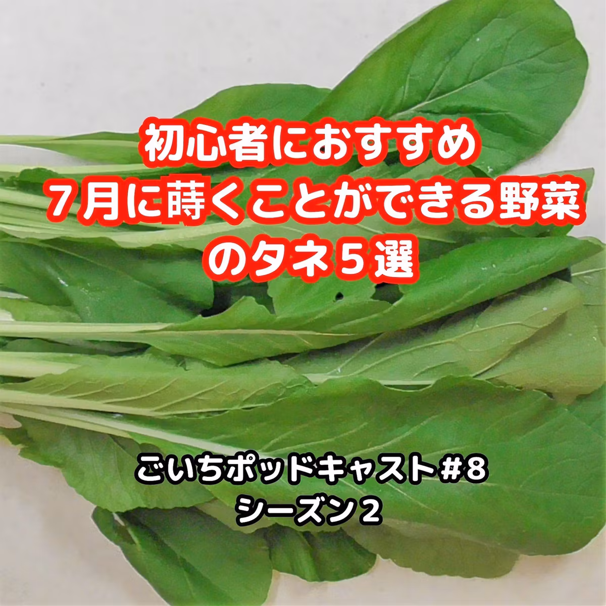 初心者におすすめ７月に蒔くことができる野菜のタネ５選#8｜ごいち 家庭菜園がおもしろい シーズン２｜Vegetable seeds that can be sown in July #podcast