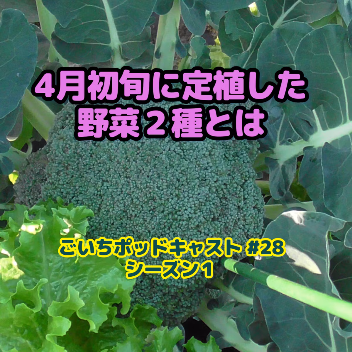 4月初旬に定植した野菜２種とは#28｜家庭菜園がおもしろい シーズン１