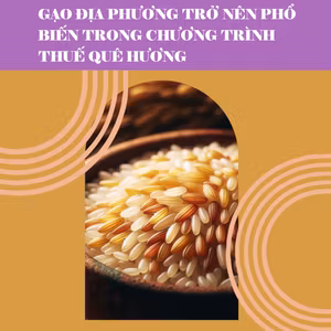 Gạo địa phương trở nên phổ biến trong chương trình thuế quê hương