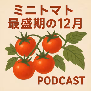 ミニトマト最盛期の12月