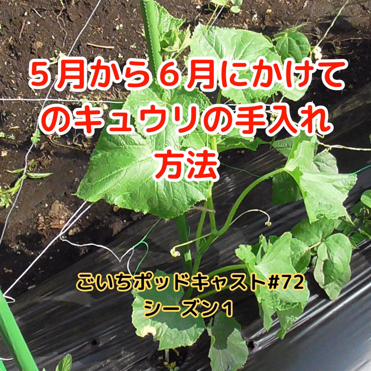 ５月から６月にかけてのキュウリの手入れ方法#72｜ごいち 家庭菜園がおもしろい シーズン１｜ How to care for cucumbers in May-June #podcast